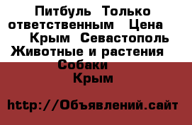 Питбуль. Только ответственным › Цена ­ 1 - Крым, Севастополь Животные и растения » Собаки   . Крым